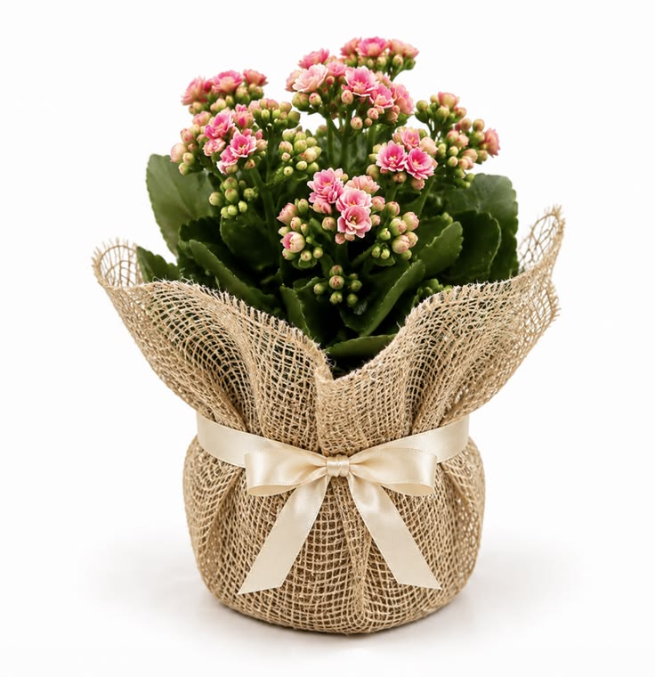 Mini Plants